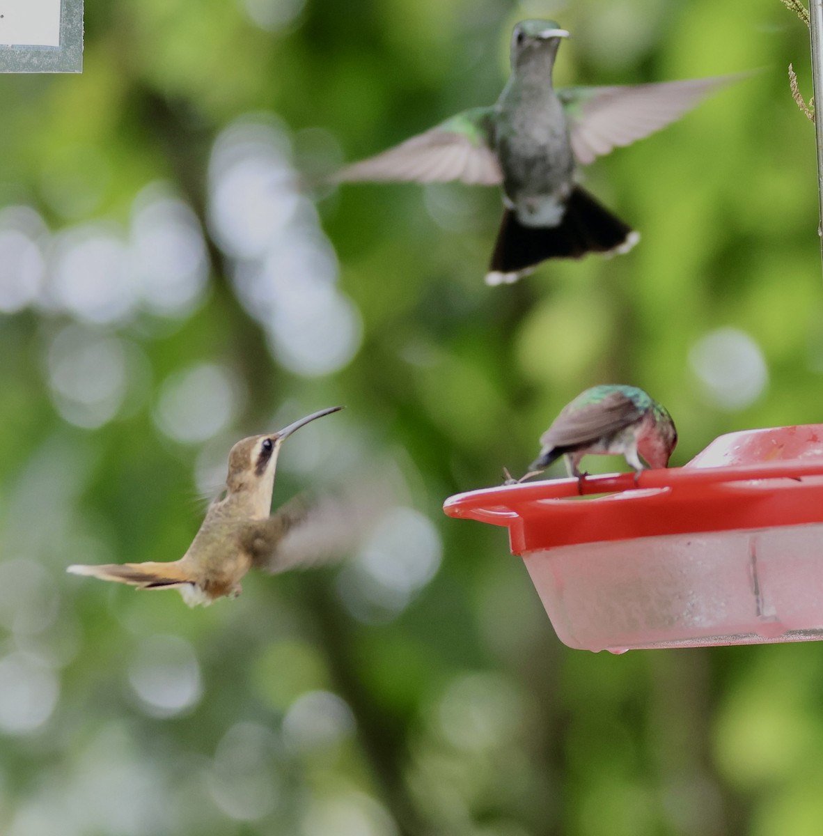 kolibřík proužkohrdlý - ML620285280