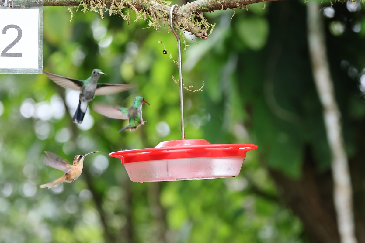 kolibřík proužkohrdlý - ML620285281