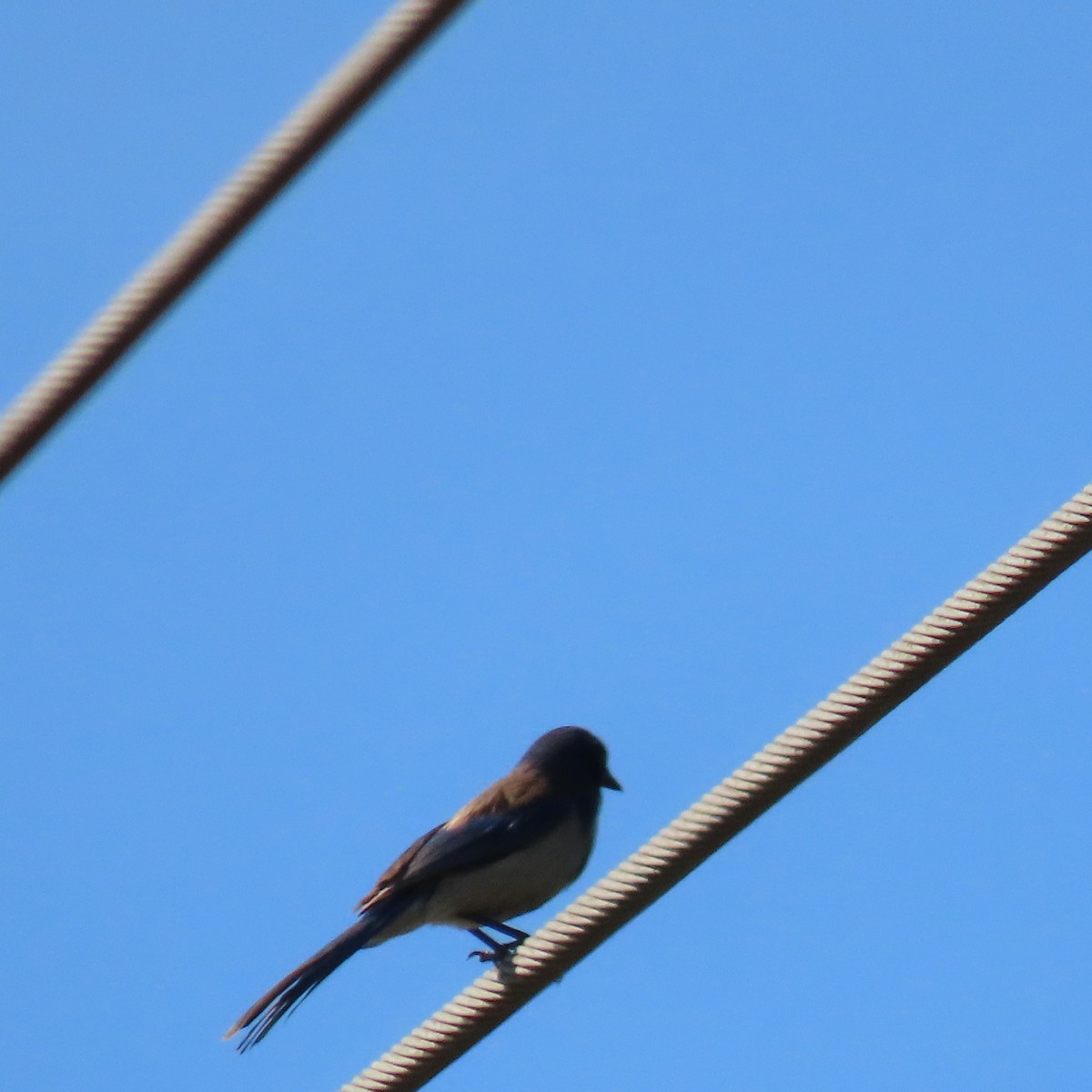 California Scrub-Jay - ML620285284