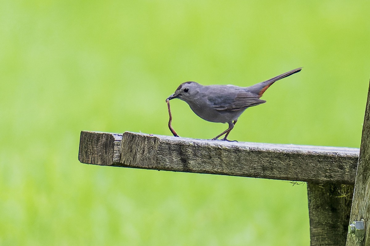 Gray Catbird - ML620285286