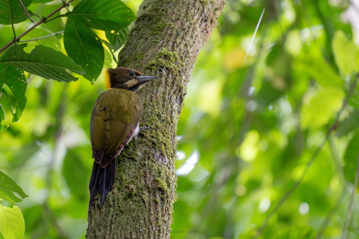 Greater Yellownape - ML620285287