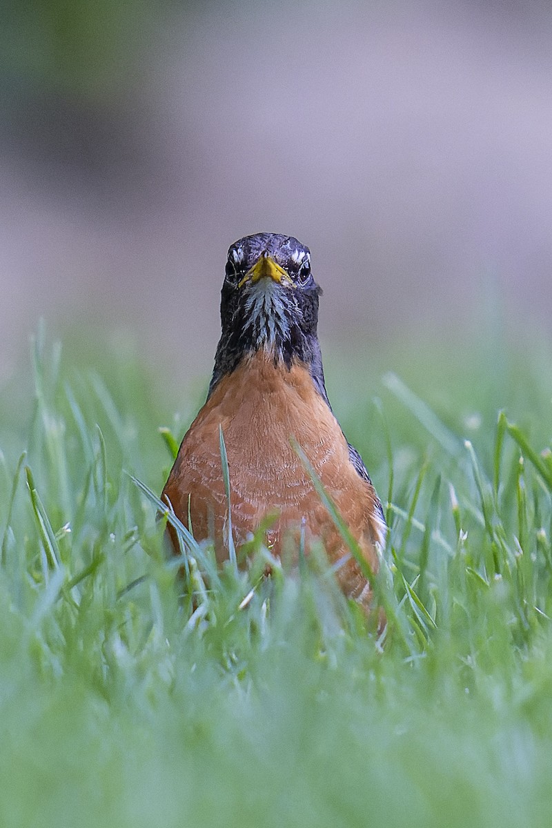 American Robin - ML620285292