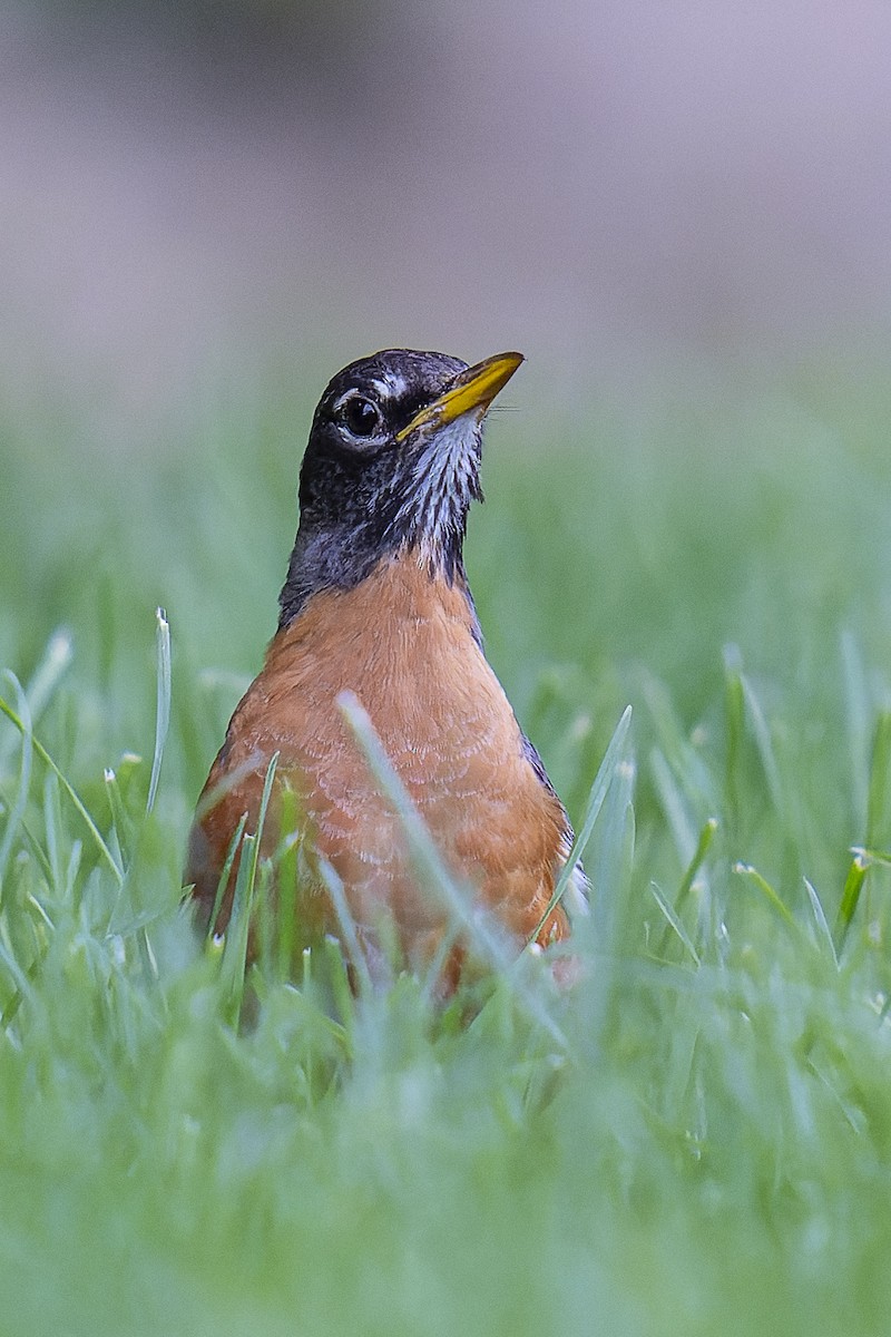 American Robin - ML620285293