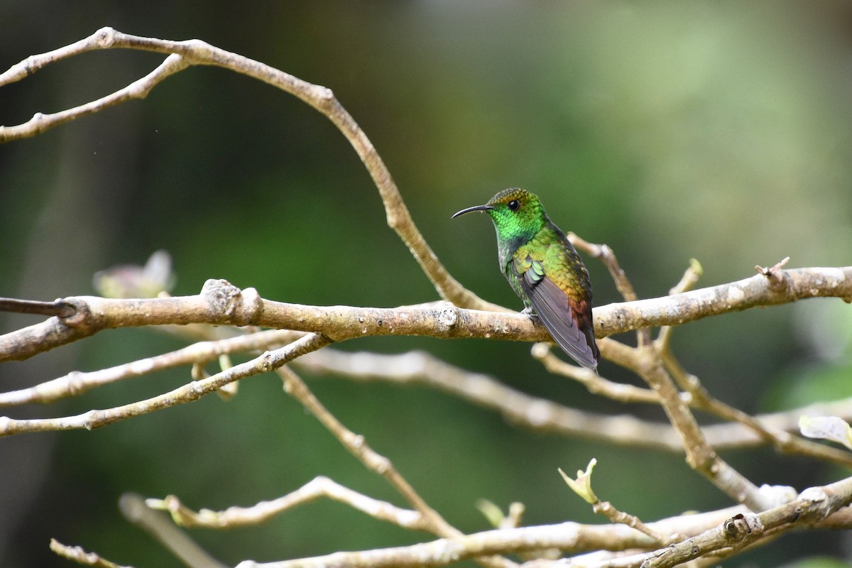 kolibřík měděnohlavý - ML620285296
