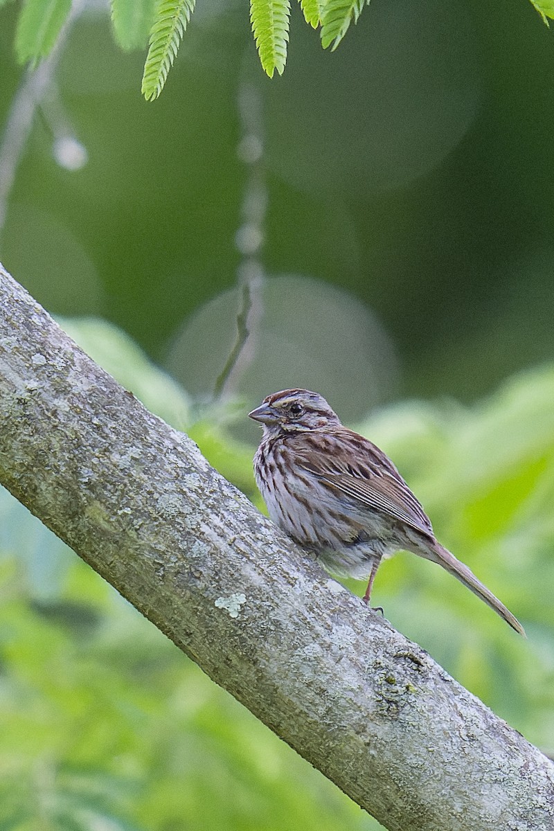 Song Sparrow - ML620285298