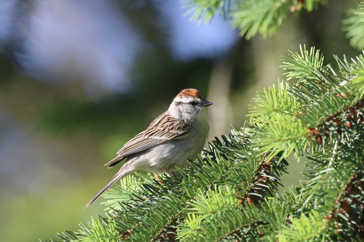 Chipping Sparrow - ML620285299