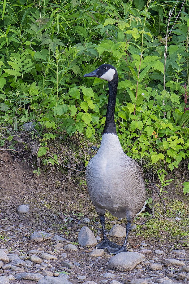 Canada Goose - ML620285301