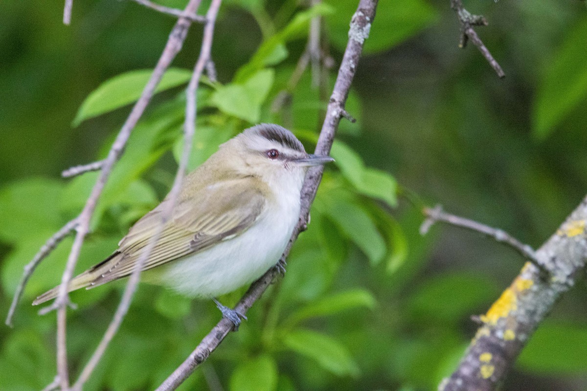 Red-eyed Vireo - ML620285302