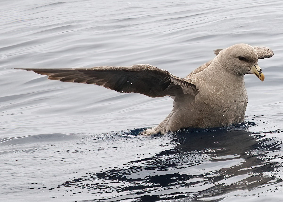 Fulmar boréal - ML620285306