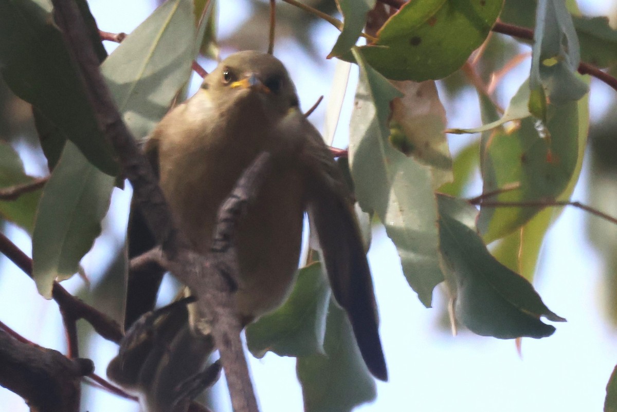 Fuscous Honeyeater - ML620285326