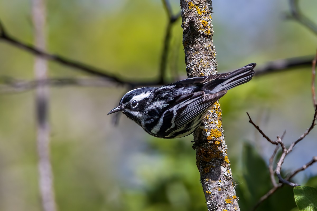 Black-and-white Warbler - ML620285327