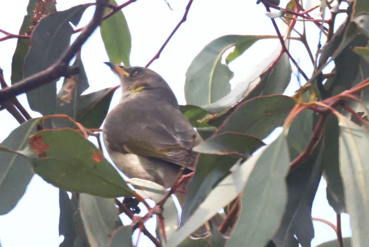 Fuscous Honeyeater - ML620285329