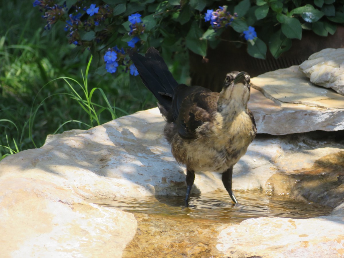 Great-tailed Grackle - ML620285345