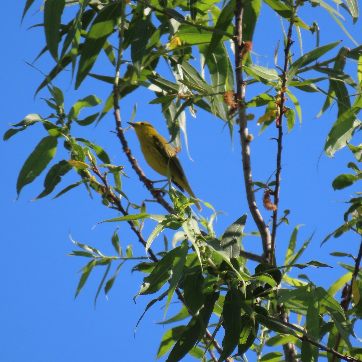 Paruline jaune - ML620285348