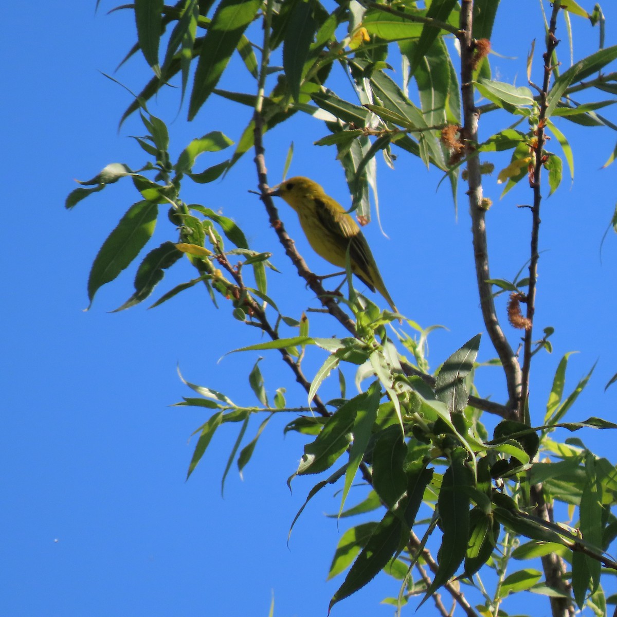 Yellow Warbler - ML620285349