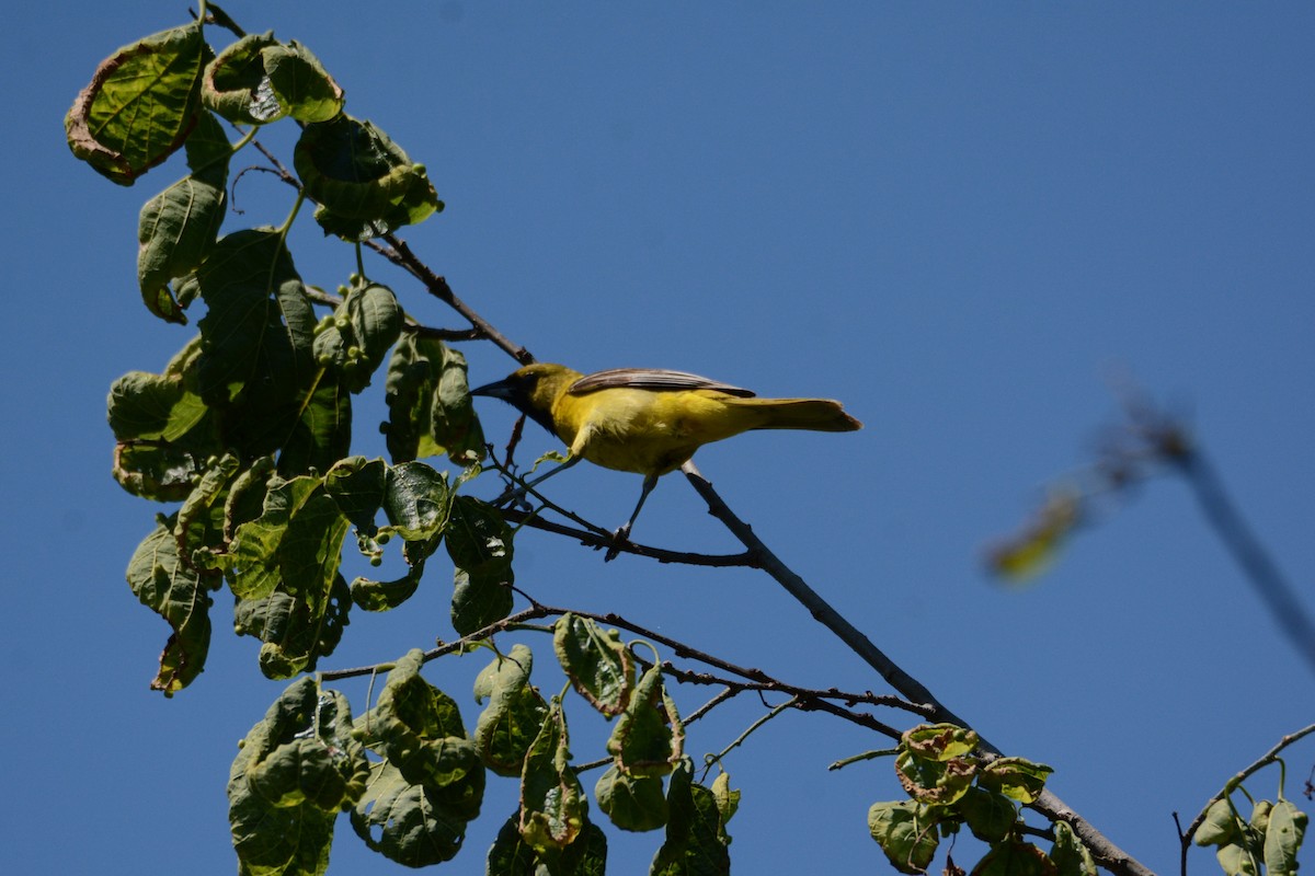 Orchard Oriole - ML620285350