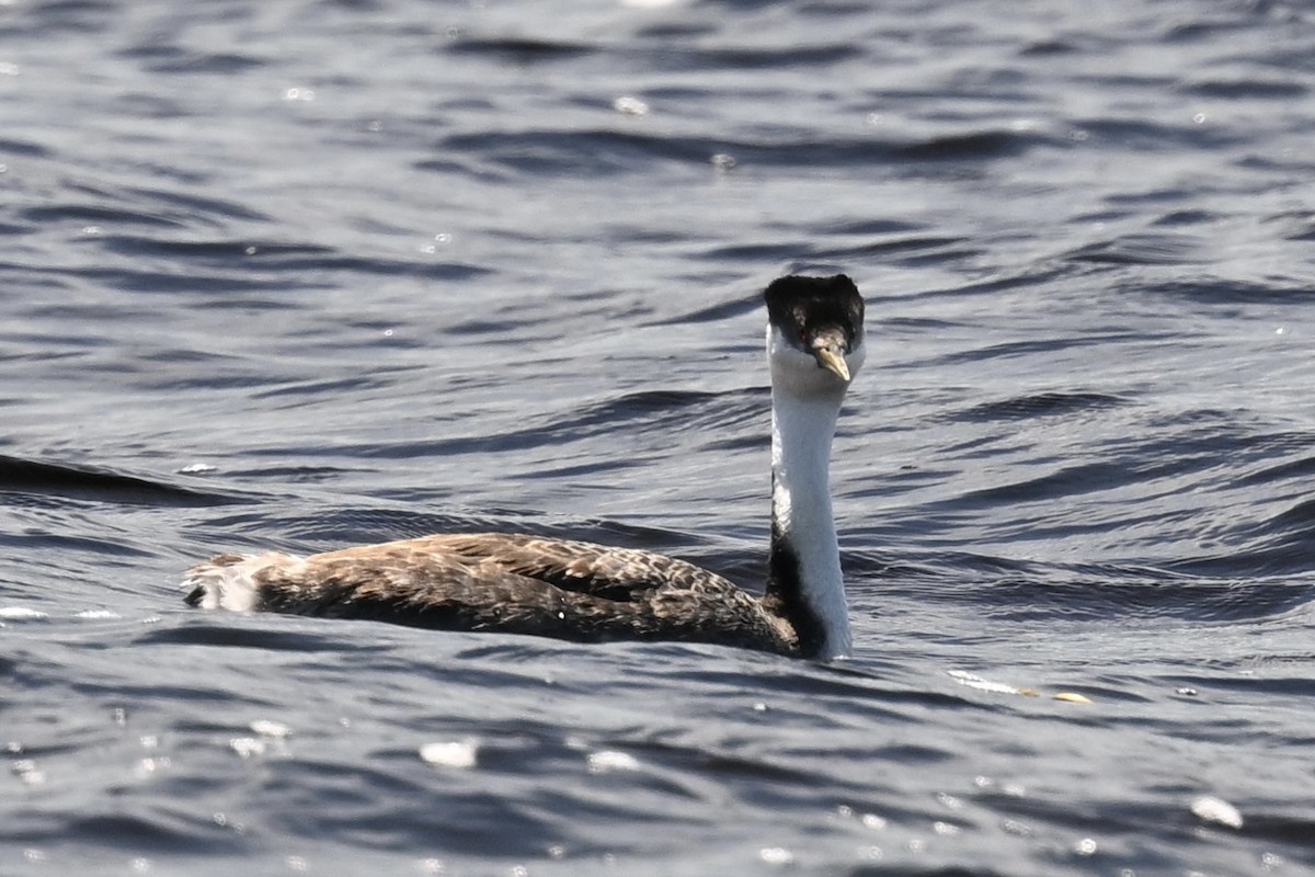 Western Grebe - ML620285352