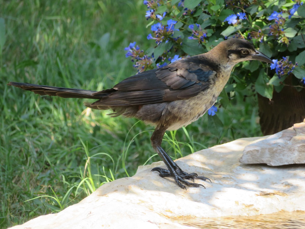 Great-tailed Grackle - ML620285354