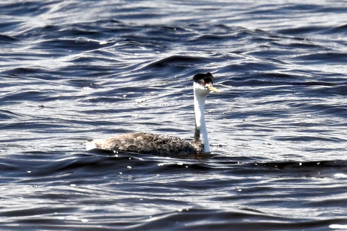 Western Grebe - ML620285355