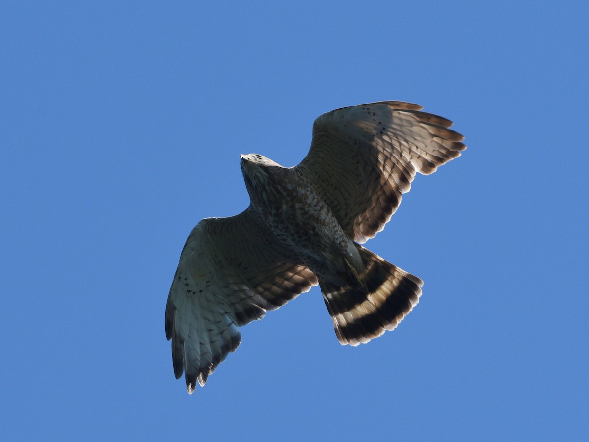 Broad-winged Hawk - ML620285357