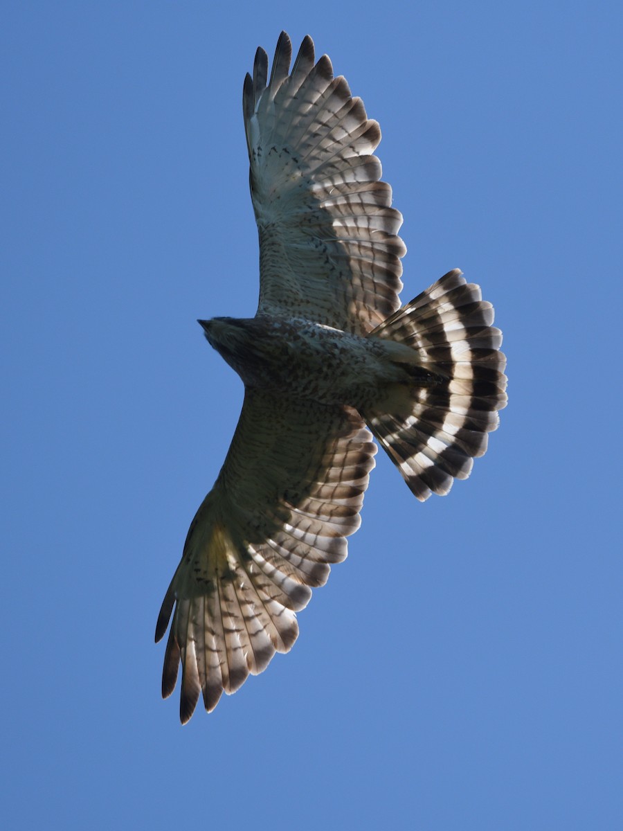 Broad-winged Hawk - ML620285358