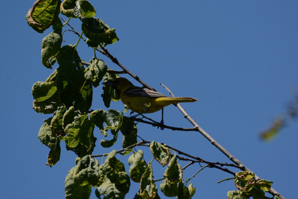 Orchard Oriole - ML620285365