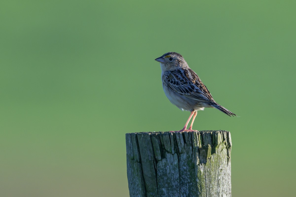 Grasshopper Sparrow - ML620285368