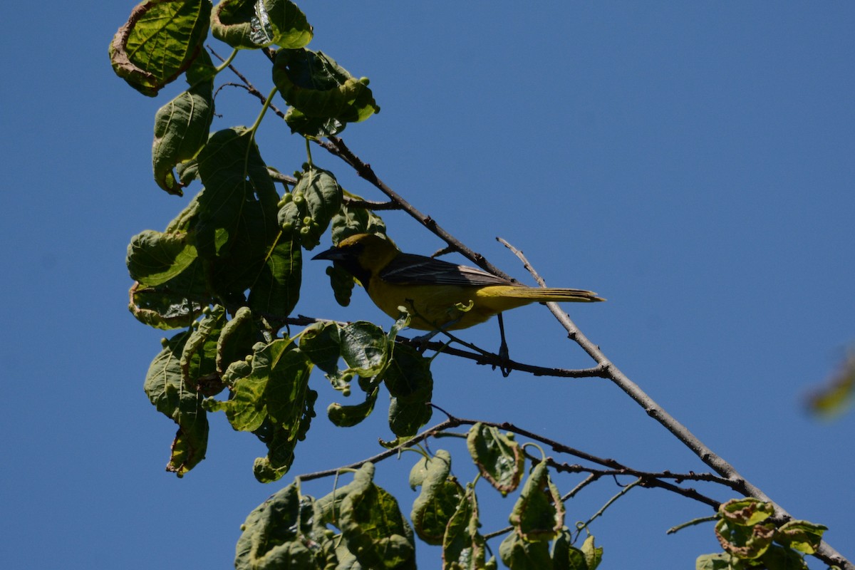 Orchard Oriole - ML620285371