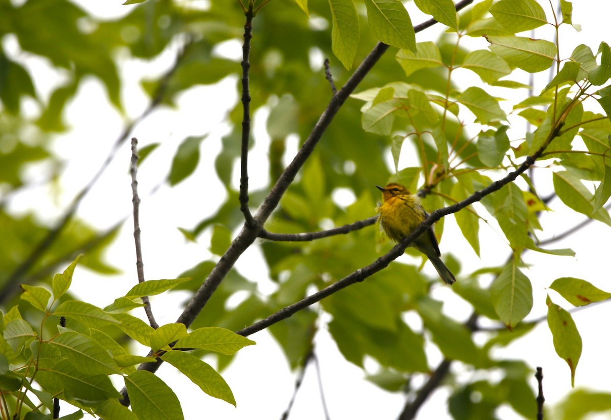 Prairie Warbler - ML620285373