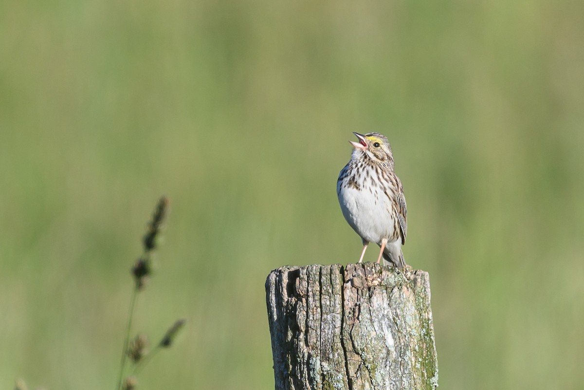 Savannah Sparrow - ML620285375