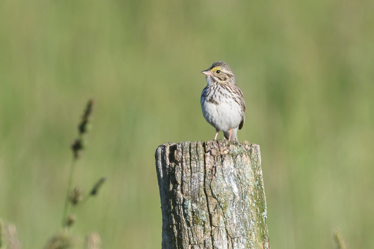 Savannah Sparrow - ML620285376