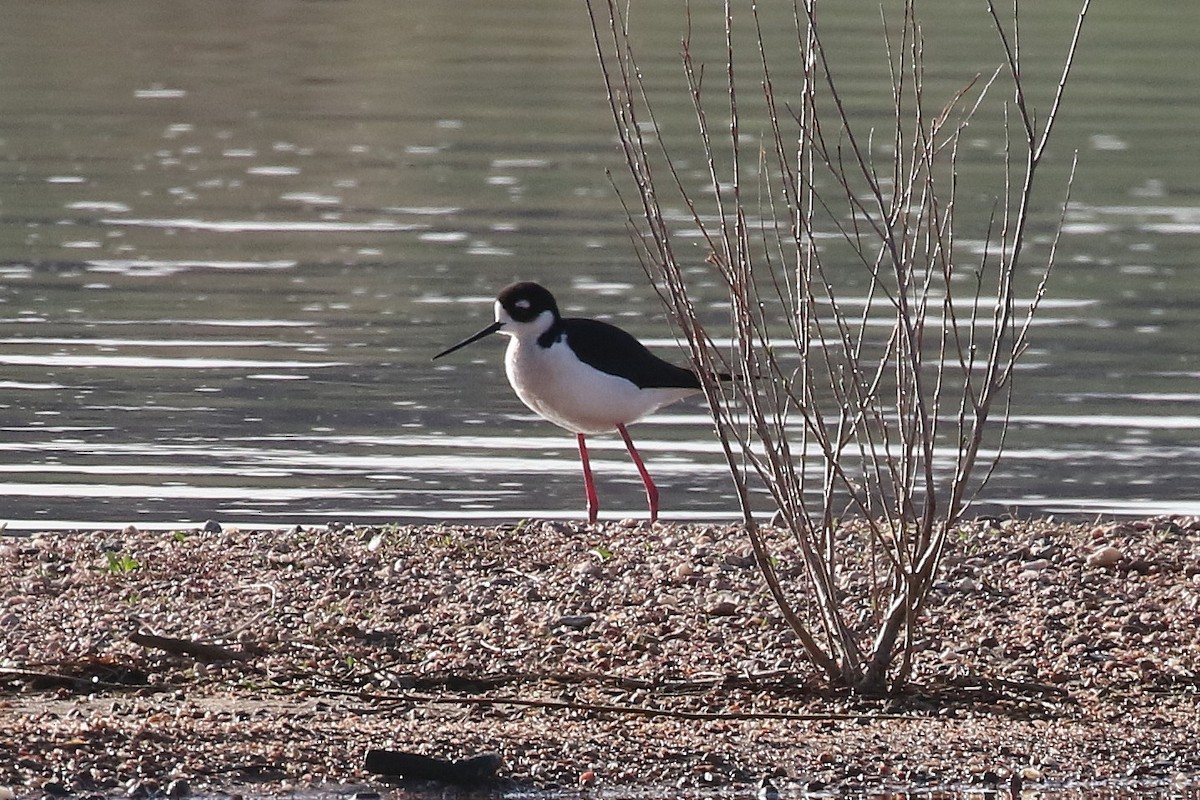 Black-necked Stilt - ML620285377