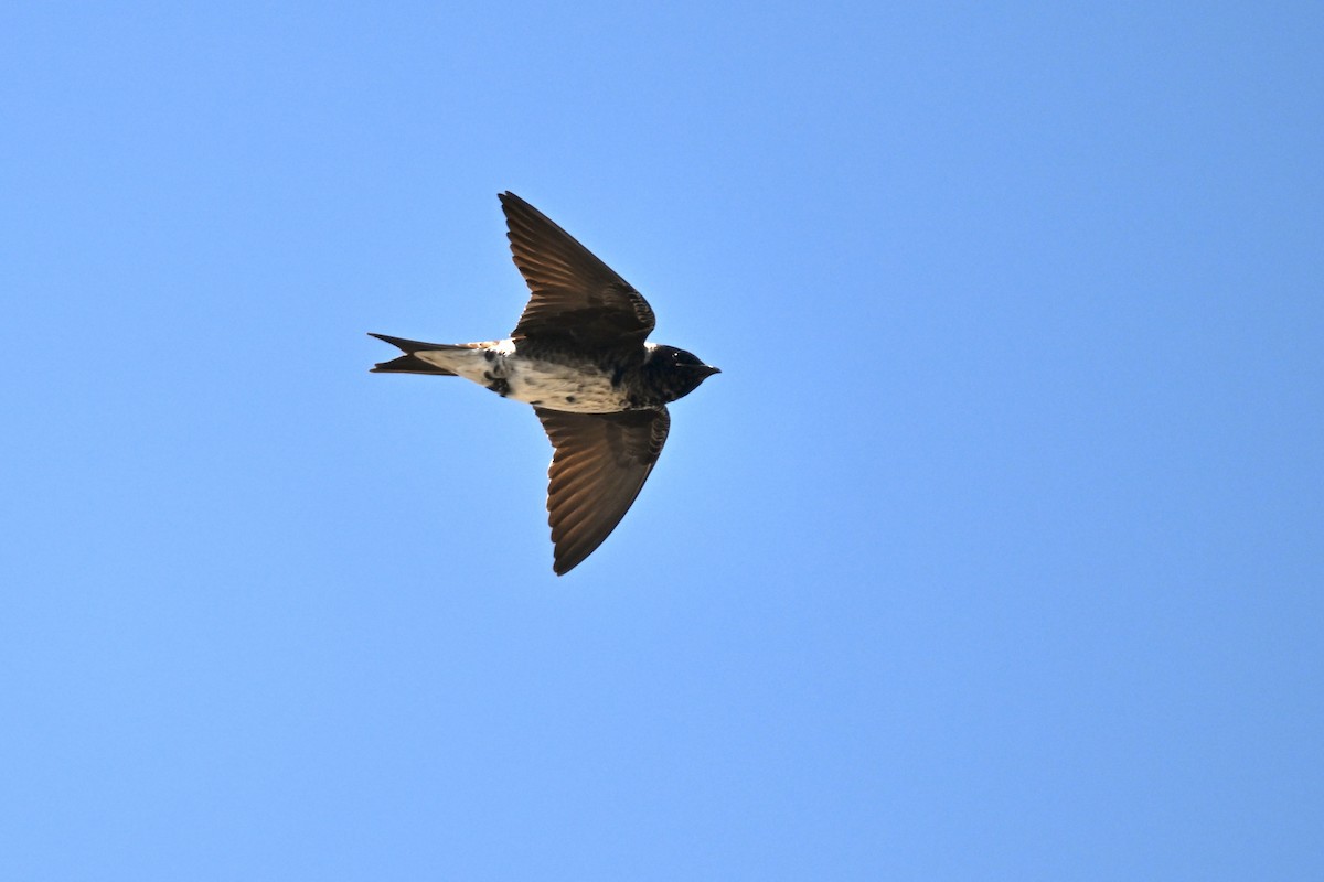 Purple Martin - ML620285378