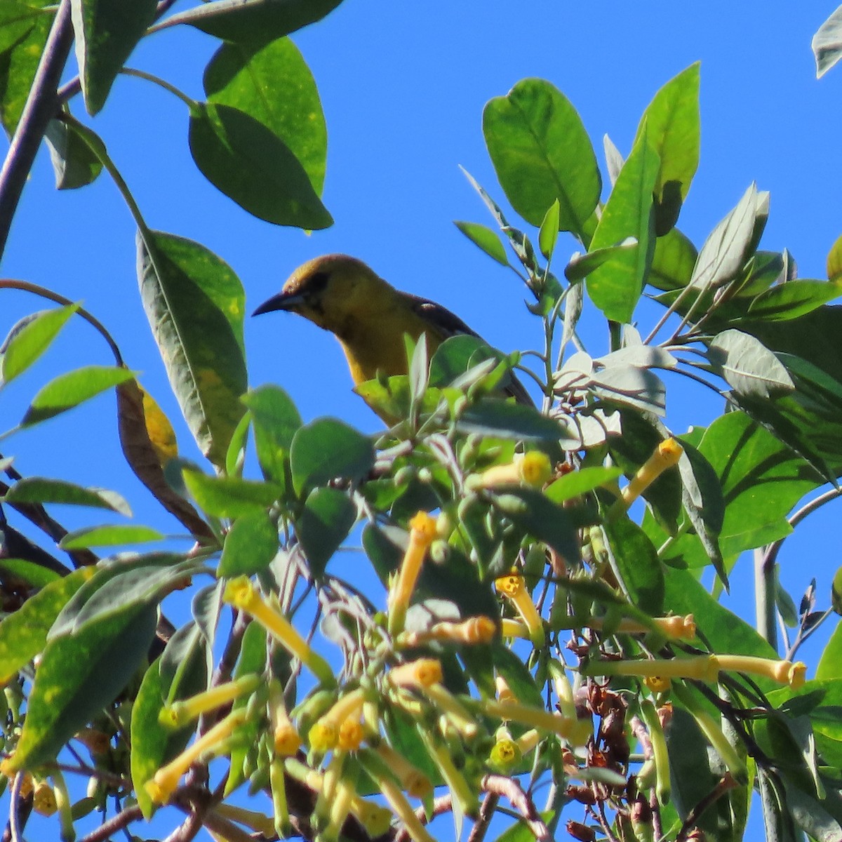 Hooded Oriole - ML620285380