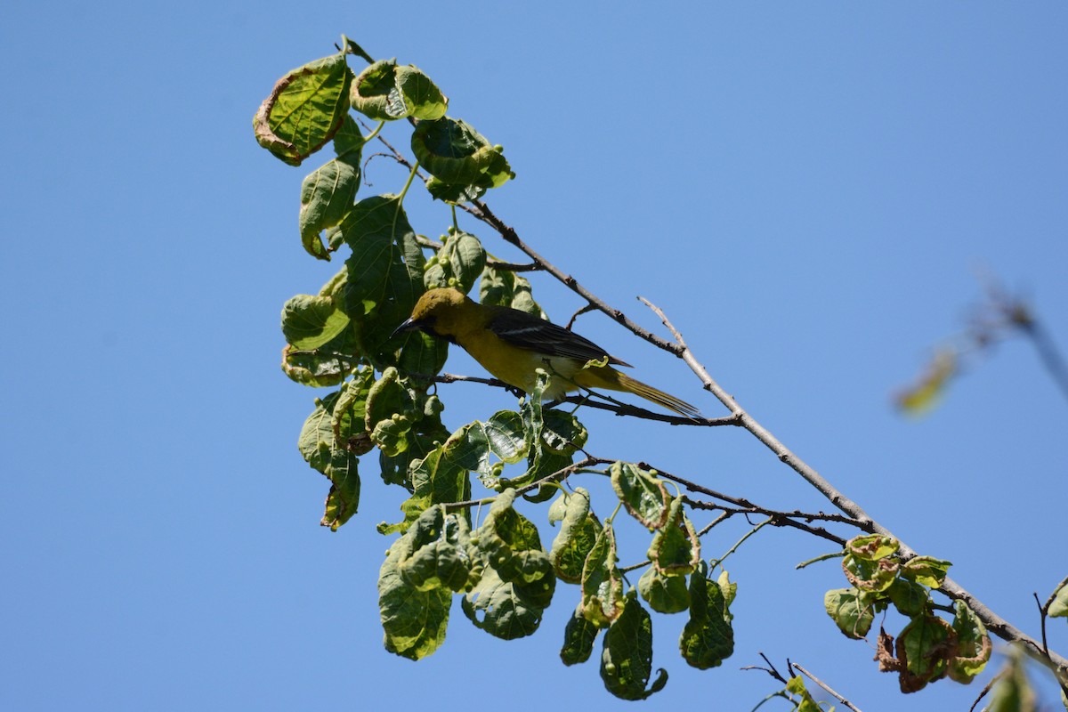 Orchard Oriole - ML620285381