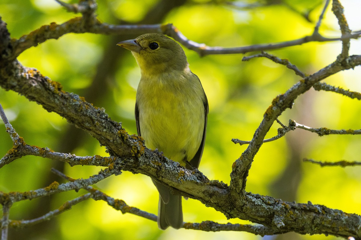 アカフウキンチョウ - ML620285382