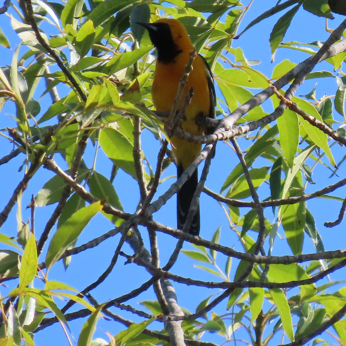 Hooded Oriole - ML620285383