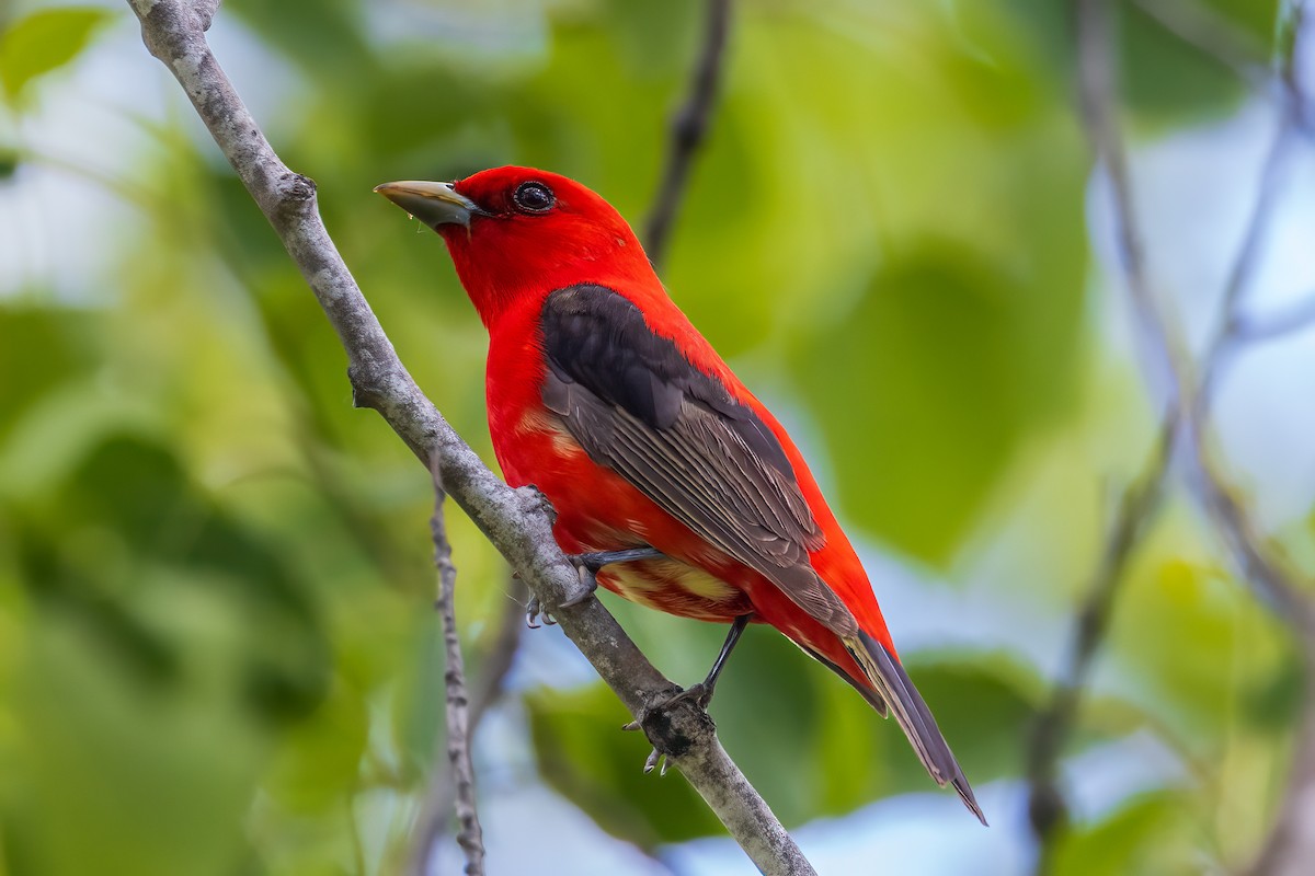 Scarlet Tanager - ML620285386