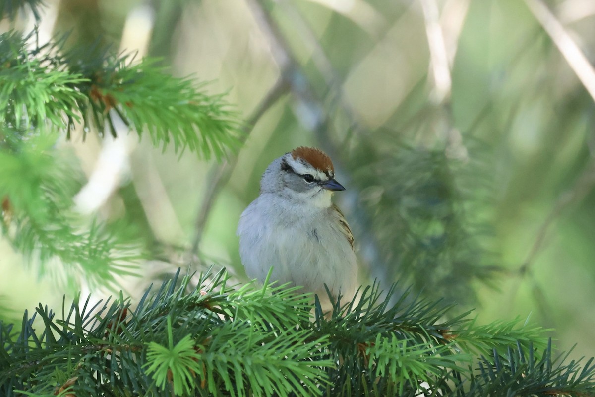 Chipping Sparrow - ML620285388