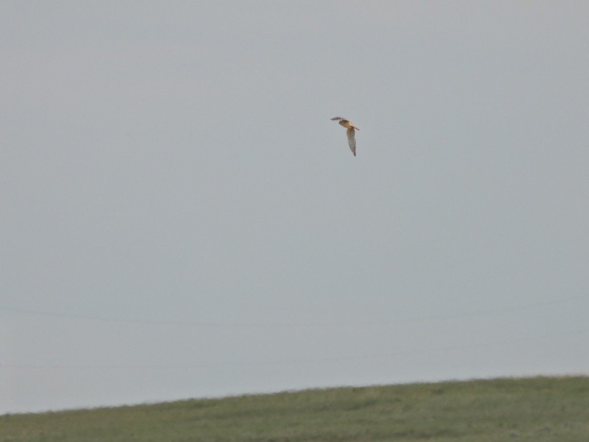 American Kestrel - Lara Fitzpatrick