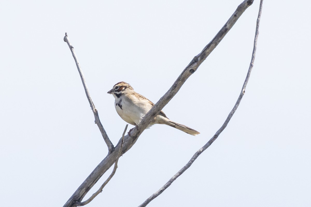 Lark Sparrow - Bob Bowhay