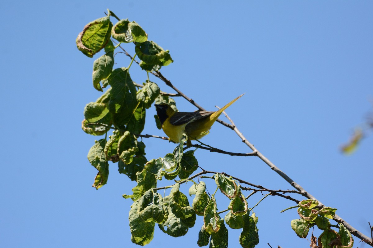 Orchard Oriole - ML620285394