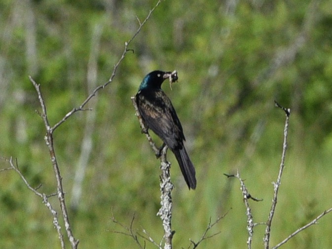 Common Grackle - ML620285407