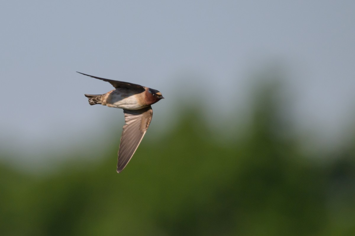 Cliff Swallow - ML620285428