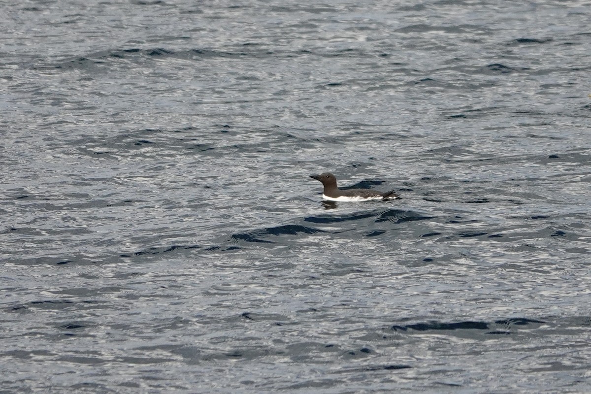 Common Murre - ML620285429