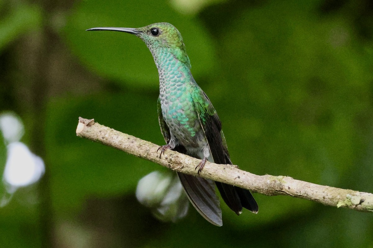 White-vented Plumeleteer - Laura Adams