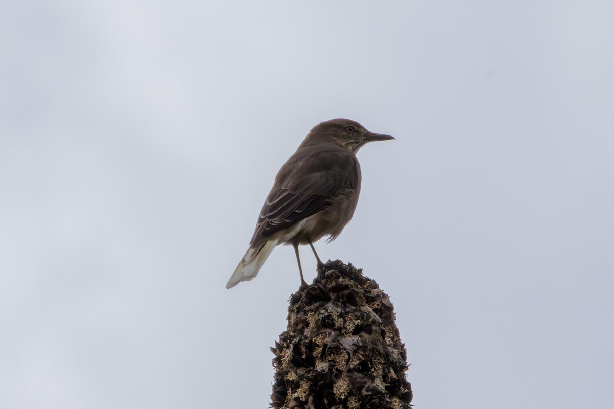 Black-billed Shrike-Tyrant - ML620285441