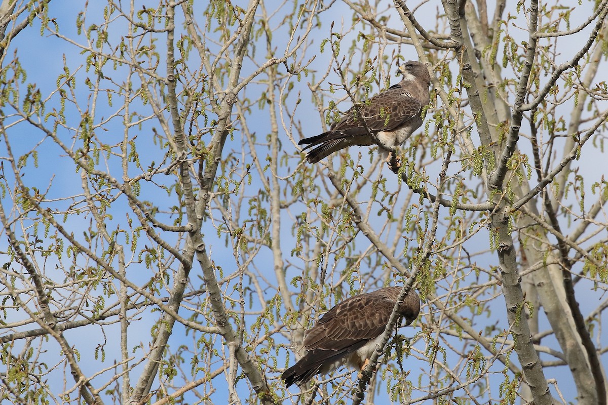 Swainson's Hawk - ML620285445