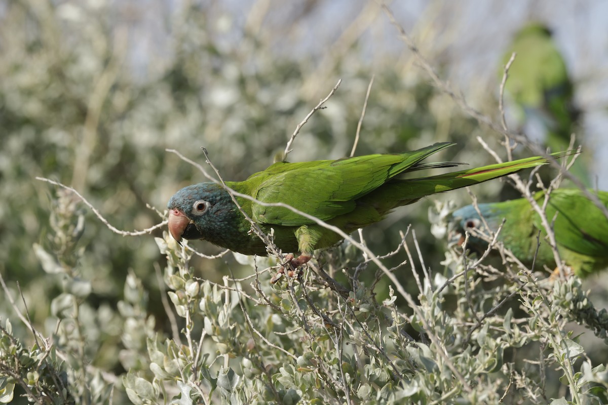 Blue-crowned Parakeet - ML620285446