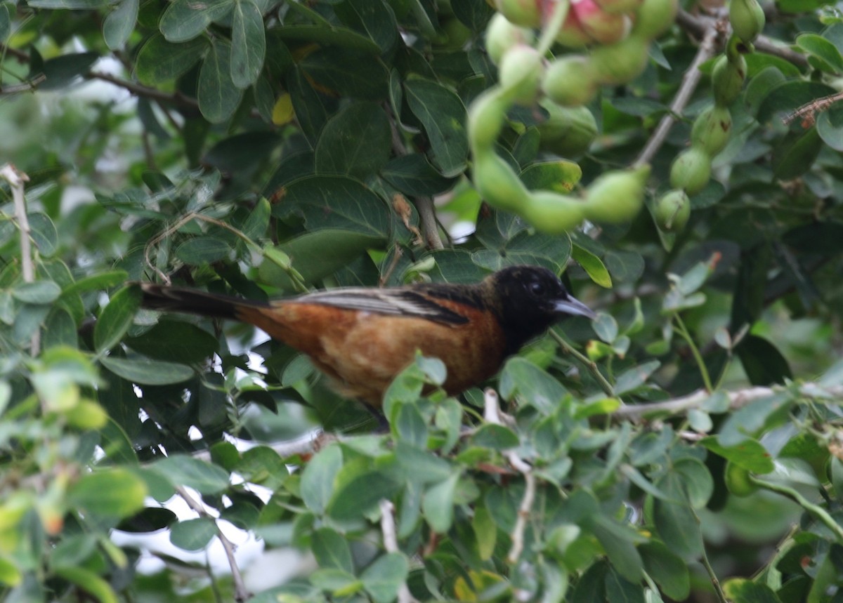 Orchard Oriole - ML620285455